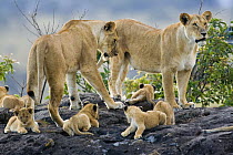 African lion {Panthera leo} two lionesses with young cubs on rock / kopje, Masai Mara GR, Kenya