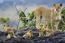 African lion {Panthera leo} lioness on guard while young cubs play on rock / kopje, Masai Mara GR, Kenya