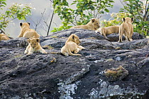 African lion {Panthera leo} young cubs resting on rock / kopje, Masai Mara GR, Kenya