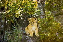 African lion {Panthera leo} young cub on rock, Masai Mara GR, Kenya