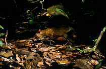 Agouti (Dasyprocta genus) in forest, Barrow Colorado Island, Panama