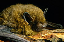 Common Pipistrelle Bat (Pipistrellus pipistrellus) portrait on branch, Inverness-shire, Scotland
