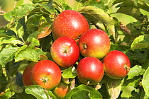 Cordon apple 'George Cave' (Malus domestica)  ready for picking, Essex, England, UK