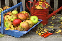 Windfall eating apples (Malus domestica) in blue trug on garden seat with red watering can, England, UK