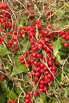 Black bryony (Dioscorea communis) berries on stems in winter, Norfolk, England, UK, December