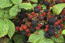 Ripening Blackberries on Bramble (Rubus plicatus agg)