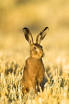 Brown hare (Lepus europaeus) in wheat stubble, Norfolk, UK, August.