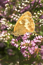 Hedge Brown / Gatekeeper butterfly (Pyronia tithonus) resting on Bell Heather (Erica cinerea), England, UK, August