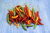 Red green & yellow chilli peppers / chillies (Capsicum annum acuminatum) freshly harvested on pale blue background