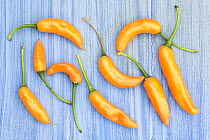 Yellow chilli peppers / chillies (Capsicum annum acuminatum) freshly harvested on pale blue background