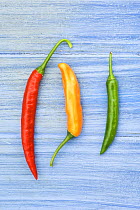 Yellow red & green chilli peppers / chillies (Capsicum annum acuminatum) freshly harvested on pale blue background