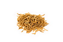 Dried mealworms (Tenebrio molitor) for wild bird food