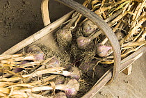 Garlic bulbs (Allium Sativum) home-grown organic drying in trug, England, UK, July