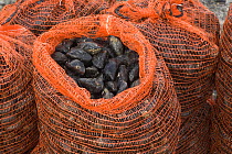 Common mussels (Mytilus edulis) freshly harvested in sacks, North Norfolk, England, UK