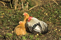 Farmyard chickens (Gallus gallus domesticus) free range on sunny hedgebank, Norfolk, England, UK, February