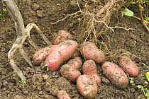Potatoes (Solanum tuberosum). Freshly dug root of red skinned salad potato - Roseval variety. England, UK, July