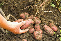 Potatoes (Solanum tuberosum). Freshly dug root of red skinned salad potato - Roseval variety. England, UK, July