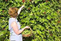 Woman gardener picking Runner beans (Phaseolus coccineus) England, UK, August