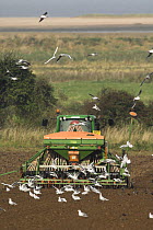 Gulls (Larinae sp.) following tractor with seed drill, saltmarsh and coastal dunes in background, Norfolk, England, UK, October