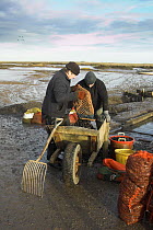 Common mussels (Mytilus edulis) being hand graded on saltmarsh, North Norfolk, England, UK