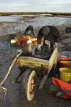 Common mussels (Mytilus edulis) being hand graded on saltmarsh, North Norfolk, England, UK