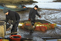 Common mussels (Mytilus edulis) being hand graded on saltmarsh, north Norfolk, England, UK