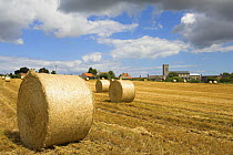 Round straw bales (Triticum genus) in traditional harvest scene with village church in background, Wighton, North Norfolk, England, August
