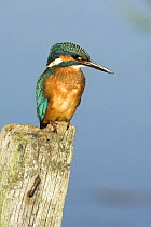 Kingfisher (Alcedo atthis) perched on riverside post, Norfolk, England, UK, October