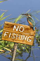 Kingfisher (Alcedo atthis) perched on No Fishing sign, Norfolk, England, UK, October