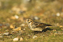 Lapland Bunting (Calcarius lapponicus) male showing winter plumage, migrant on North Norfolk coast, England, UK, December.