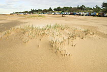 Marram Grass (Ammophila arenaria) forming pioneering dunes on public beach with holiday beach huts in background, Norfolk, England, UK