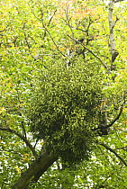 Mistletoe (Viscum album) high on Common Lime tree (Tilia vulgaris), Norfolk, England, UK, October