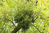 Mistletoe (Viscum album) high on Common Lime tree (Tilia vulgaris), Norfolk, England, UK, October