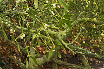 Mistletoe (Viscum album) with ripe white berries on old apple tree, Norfolk, England, UK, December