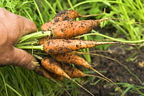 Organic carrots (Daucus carota) variety 'F1 Flyaway' freshly pulled