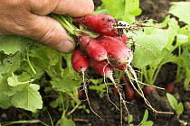 Organic radishes (Raphanus genus) variety 'French Breakfast' freshly pulled