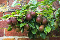 Cordon Pear (Pyrus communis) variety 'berre clairgeau' in walled garden, England, UK, August