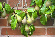 Cordon Pear (Pyrus communis) variety 'Conference' ripening fruit growing in walled garden, England, UK, August