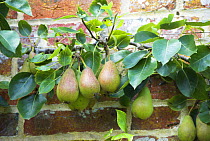Pear (Pyrus communis) variety 'Vicar of Winkfield' ripening fruit growing in walled garden, England, UK, August