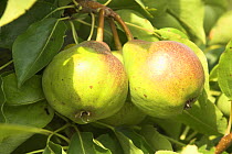 Cordon Pear (Pyrus communis) variety 'Cattilac' ripening fruit growing in walled garden, England, UK, August