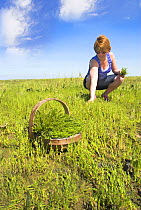 Woman picking Samphire / Glasswort (Salicornia sp.) North Norfolk saltmarshes, England, UK, August