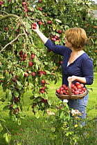 Woman picking ripe Victoria plums (Prunus domestica) in country garden, England, UK, August