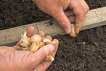 Planting Garlic cloves (Allium sativum) in vegetable garden