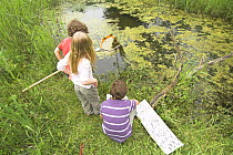 Children pond dipping with net and identification chart, England, UK, July