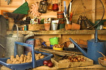 Potatoes (Solanum tuberosum) and onions (Allium cepa) in garden potting shed with associated gardening implements, England, UK