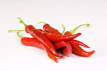 Fresh red chillies / chilli peppers (Capsicum annum acuminatum) cutout