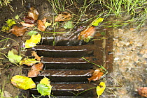 Rainwater flowing into roadside drain with colourful leaves, England, UK, Summer
