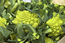 Romanescu cauliflowers (Brassica oleracea botrytis)