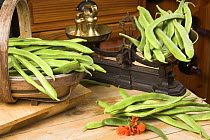 Home grown Runner Beans (Phaseolus sp.) in traditional country kitchen with rustic weighing scales, England, UK