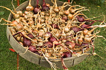 Home grown shallots (Allium oschaninii) and red onions (Allium cepa) drying outside in a sieve, England, UK, August